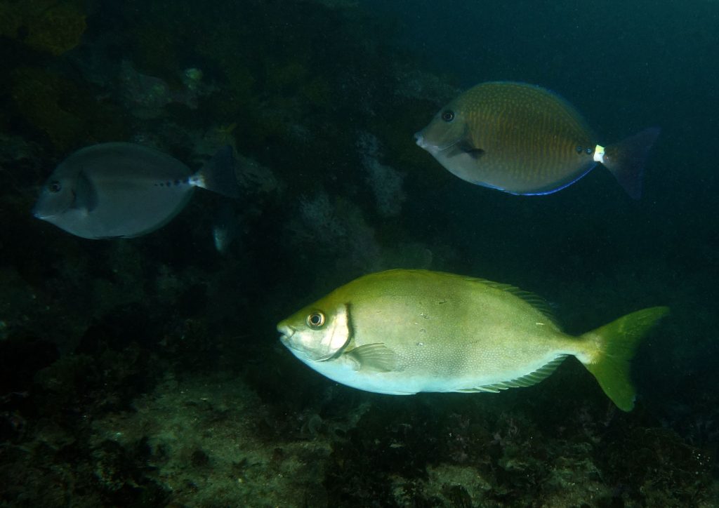 Foto de archivo del pez conejo Siganus fuscescens, una de las especies citadas en el estudio, fotografiado bajo el agua en Shelly Beach (Cronulla, Australia) en 2016