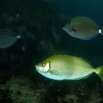 Foto de archivo del pez conejo Siganus fuscescens, una de las especies citadas en el estudio, fotografiado bajo el agua en Shelly Beach (Cronulla, Australia) en 2016