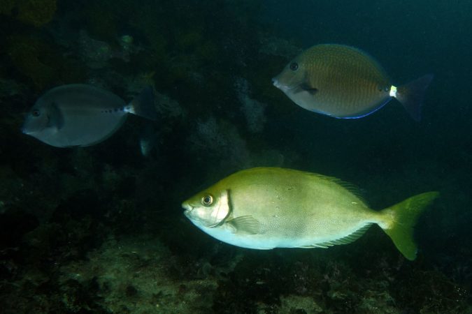 Foto de archivo del pez conejo Siganus fuscescens, una de las especies citadas en el estudio, fotografiado bajo el agua en Shelly Beach (Cronulla, Australia) en 2016
