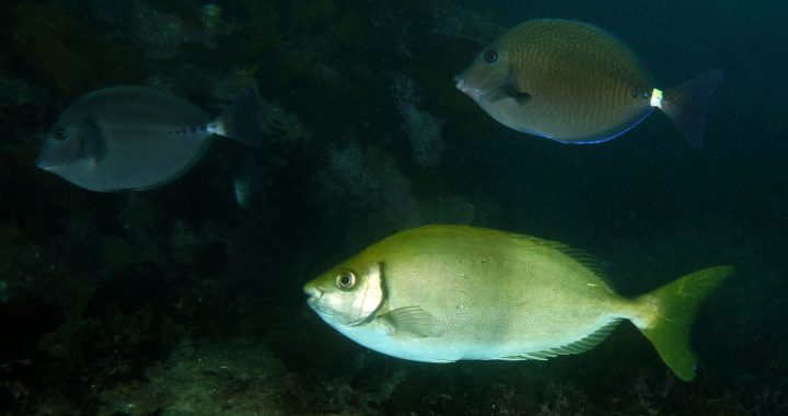 Foto de archivo del pez conejo Siganus fuscescens, una de las especies citadas en el estudio, fotografiado bajo el agua en Shelly Beach (Cronulla, Australia) en 2016