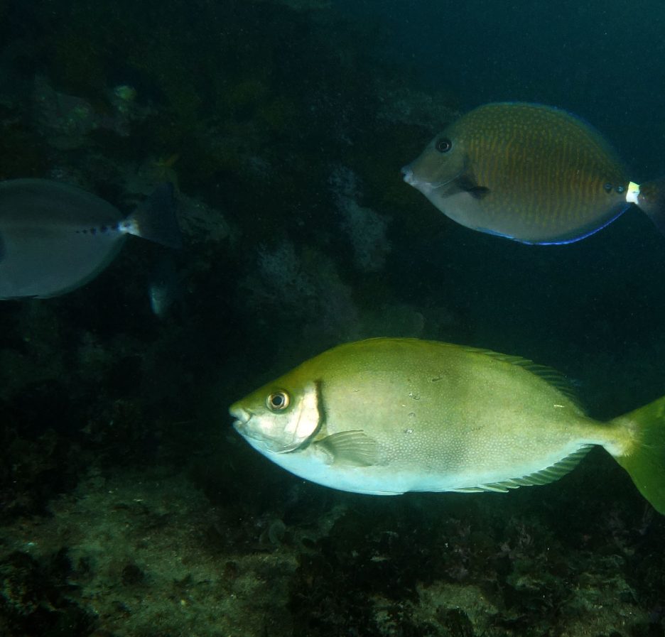 Foto de archivo del pez conejo Siganus fuscescens, una de las especies citadas en el estudio, fotografiado bajo el agua en Shelly Beach (Cronulla, Australia) en 2016