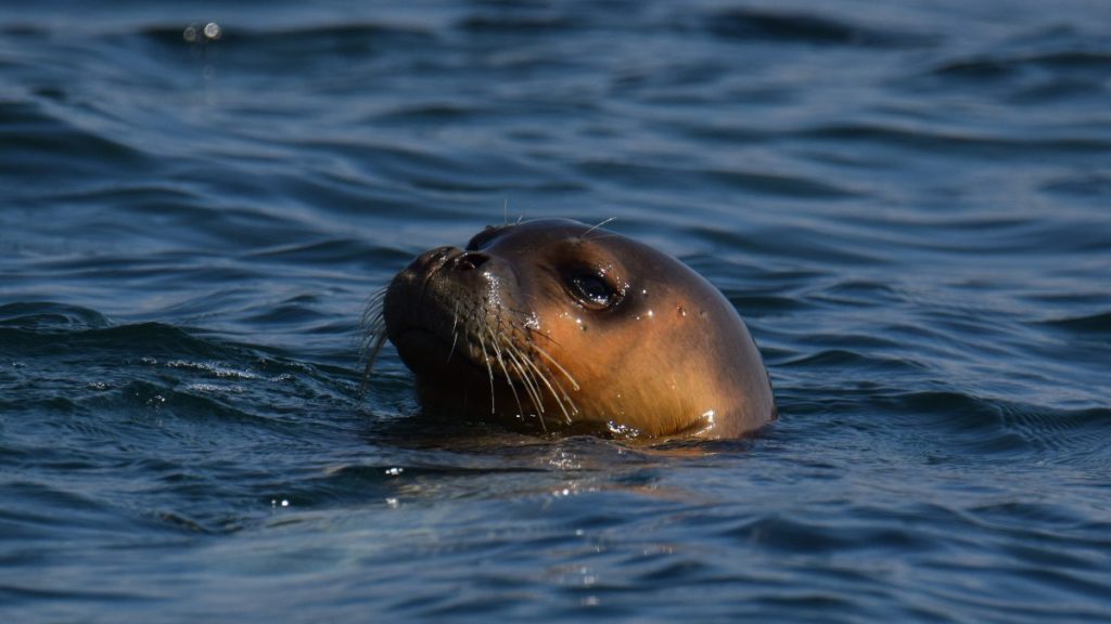 Ejemplar joven de foca monje del Mediterráneo asomando la cabeza en el agua, en Grecia
