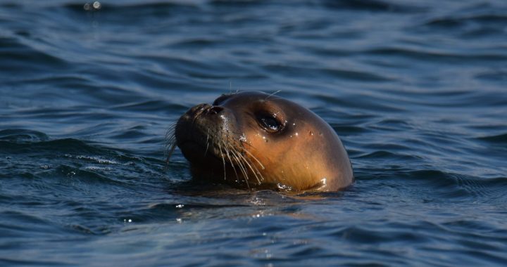 Ejemplar joven de foca monje del Mediterráneo asomando la cabeza en el agua, en Grecia