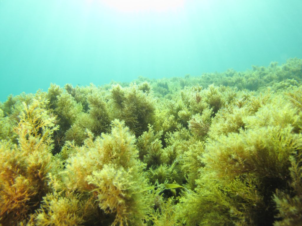 Bosque submarino de algas pardas del género Cystoseira en el Mediterráneo