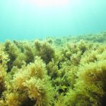 Bosque submarino de algas pardas del género Cystoseira en el Mediterráneo