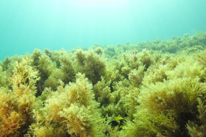 Bosque submarino de algas pardas del género Cystoseira en el Mediterráneo