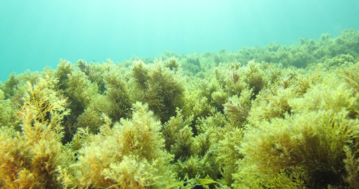 Bosque submarino de algas pardas del género Cystoseira en el Mediterráneo