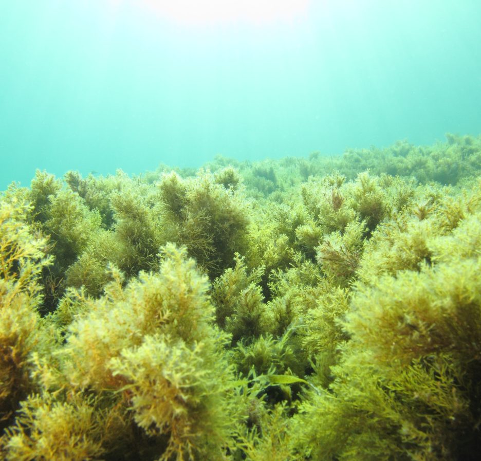 Bosque submarino de algas pardas del género Cystoseira en el Mediterráneo