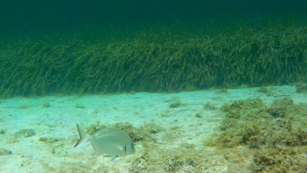 Pradera de Posidonia oceanica bajo el agua