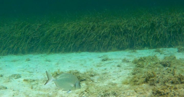 Pradera de Posidonia oceanica bajo el agua