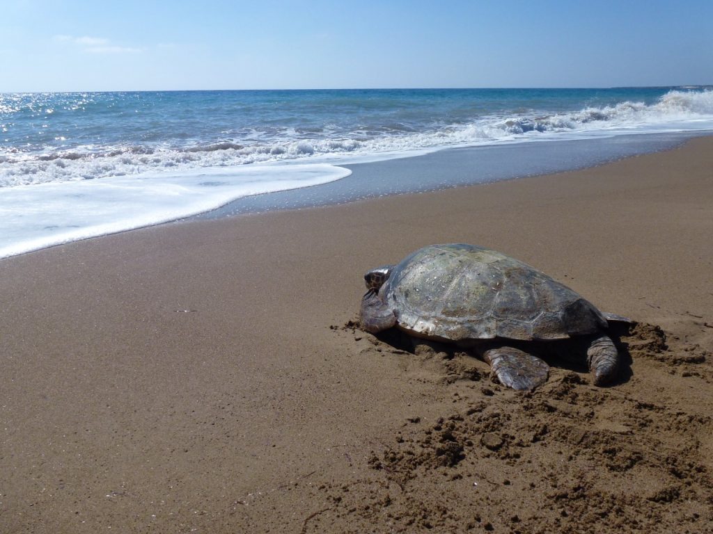 Tortuga boba avanzando por la arena hacia el mar tras ser liberada de unas redes de pesca en Chipre