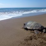 Tortuga boba avanzando por la arena hacia el mar tras ser liberada de unas redes de pesca en Chipre