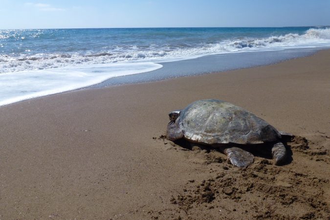 Tortuga boba avanzando por la arena hacia el mar tras ser liberada de unas redes de pesca en Chipre