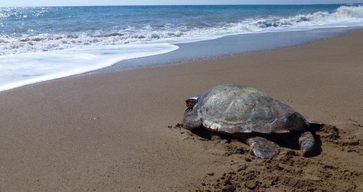 Tortuga boba avanzando por la arena hacia el mar tras ser liberada de unas redes de pesca en Chipre