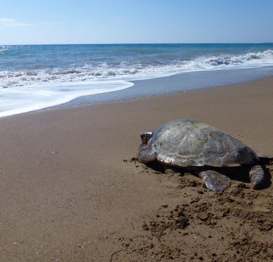 Tortuga boba avanzando por la arena hacia el mar tras ser liberada de unas redes de pesca en Chipre