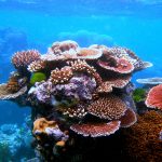 Formación de coral en Flynn Reef, en la Gran Barrera de Coral australiana, uno de los sistemas que la UICN cataloga en peligro crítico