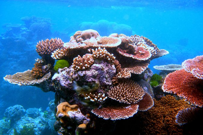 Formación de coral en Flynn Reef, en la Gran Barrera de Coral australiana, uno de los sistemas que la UICN cataloga en peligro crítico