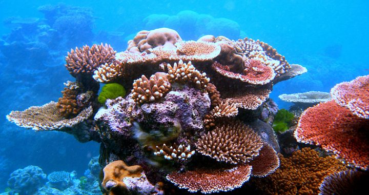 Formación de coral en Flynn Reef, en la Gran Barrera de Coral australiana, uno de los sistemas que la UICN cataloga en peligro crítico