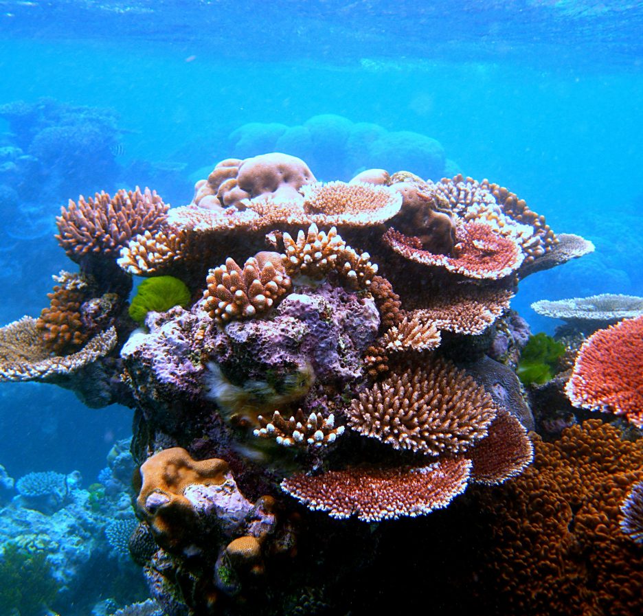 Formación de coral en Flynn Reef, en la Gran Barrera de Coral australiana, uno de los sistemas que la UICN cataloga en peligro crítico